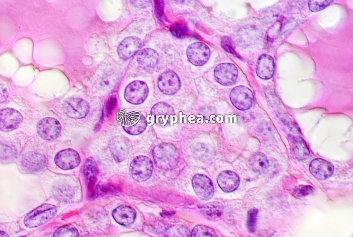 Thyroïde x400 - gryphea.com